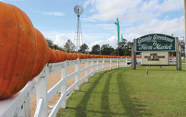 Visiting the Grandy Greenhouse is a fall tradition for many First Flight families. With pumpkins, apple cider, frozen yogurt and more, this pumpkin patch has something for everyone. PHOTO BY BUZZY STATEN/NIGHTHAWK NEWS
