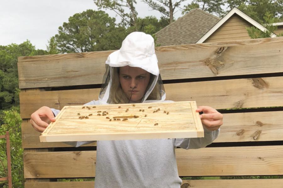 Photo Gallery: Oh, honey! You won't beelieve what's buzzin'
