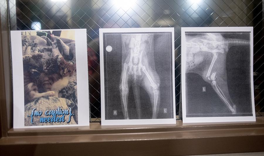 X-rays of broken bones in two cats are on display as Genesee County Sheriff Chris Swanson speaks about the arrest of Grand Blanc resident Dylan Cox during a weekly press briefing on Wednesday, Jan. 29, 2020 at the Genesee County Sheriff's Office in downtown Flint. Cox was charged with multiple counts related to animal cruelty. JAKE MAY/MCT CAMPUS