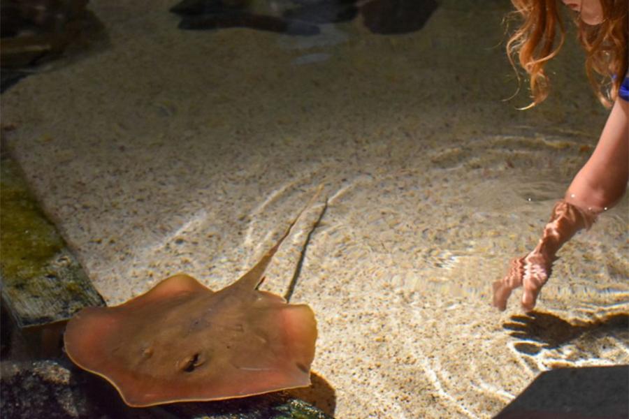 Touch tank