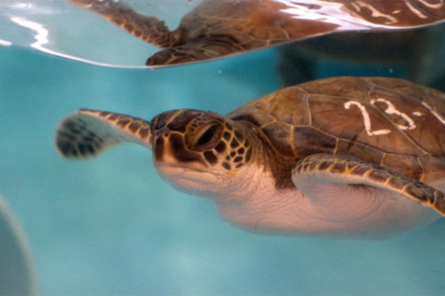Sea turtle