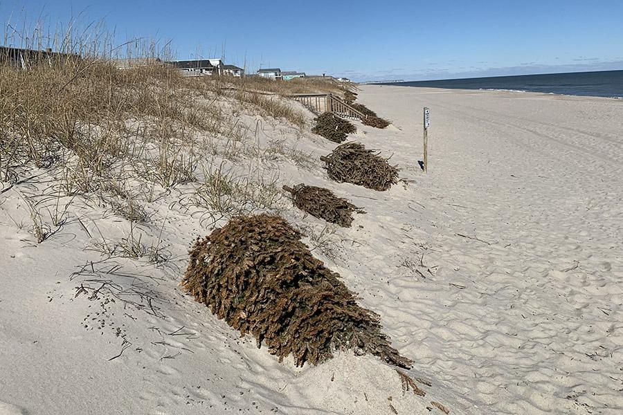 Christmas tree dune line